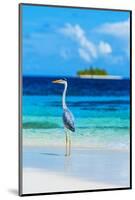 Grey Heron on Maldives Beach-null-Mounted Art Print