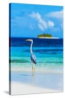 Grey Heron on Maldives Beach-null-Stretched Canvas