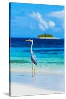 Grey Heron on Maldives Beach-null-Stretched Canvas