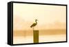 Grey Heron on Post at Sunrise-null-Framed Stretched Canvas