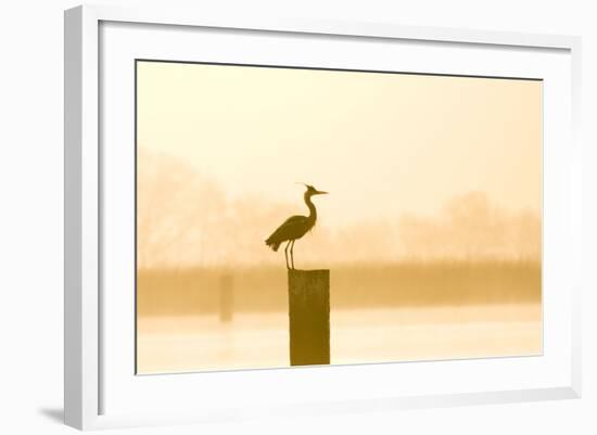 Grey Heron on Post at Sunrise-null-Framed Photographic Print