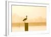 Grey Heron on Post at Sunrise-null-Framed Photographic Print