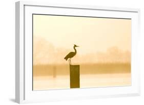 Grey Heron on Post at Sunrise-null-Framed Photographic Print