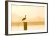 Grey Heron on Post at Sunrise-null-Framed Photographic Print