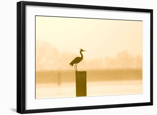 Grey Heron on Post at Sunrise-null-Framed Photographic Print