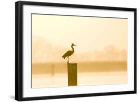 Grey Heron on Post at Sunrise-null-Framed Photographic Print