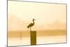 Grey Heron on Post at Sunrise-null-Mounted Photographic Print