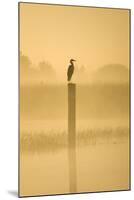 Grey Heron on Post in Misty Dawn-null-Mounted Photographic Print