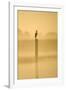 Grey Heron on Post in Misty Dawn-null-Framed Photographic Print