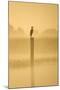 Grey Heron on Post in Misty Dawn-null-Mounted Photographic Print