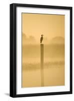 Grey Heron on Post in Misty Dawn-null-Framed Photographic Print