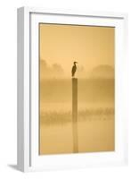 Grey Heron on Post in Misty Dawn-null-Framed Photographic Print