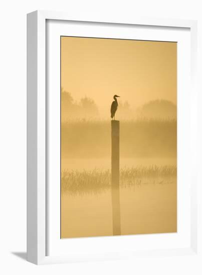 Grey Heron on Post in Misty Dawn-null-Framed Photographic Print