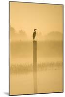 Grey Heron on Post in Misty Dawn-null-Mounted Photographic Print