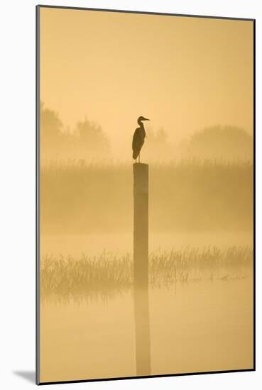 Grey Heron on Post in Misty Dawn-null-Mounted Photographic Print