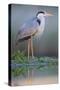 Grey Heron - Posture-Staffan Widstrand-Stretched Canvas