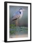 Grey Heron - Posture-Staffan Widstrand-Framed Giclee Print