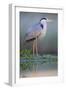 Grey Heron - Posture-Staffan Widstrand-Framed Giclee Print