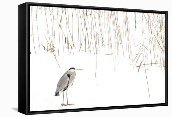 Grey heron standing on snow with reeds. The Netherlands-Edwin Giesbers-Framed Stretched Canvas