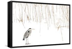 Grey heron standing on snow with reeds. The Netherlands-Edwin Giesbers-Framed Stretched Canvas