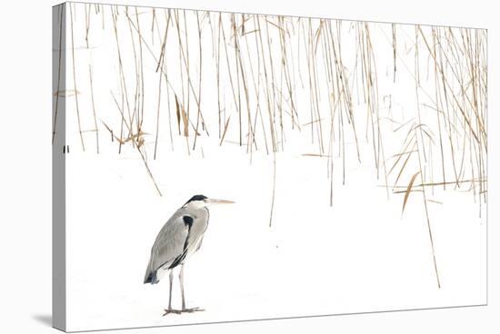 Grey heron standing on snow with reeds. The Netherlands-Edwin Giesbers-Stretched Canvas