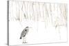 Grey heron standing on snow with reeds. The Netherlands-Edwin Giesbers-Stretched Canvas
