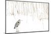 Grey heron standing on snow with reeds. The Netherlands-Edwin Giesbers-Mounted Photographic Print