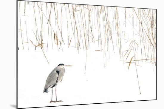 Grey heron standing on snow with reeds. The Netherlands-Edwin Giesbers-Mounted Photographic Print