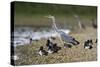 Grey Heron Standing on Stone Bank with Tufty-null-Stretched Canvas