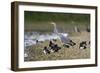 Grey Heron Standing on Stone Bank with Tufty-null-Framed Photographic Print