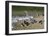 Grey Heron Standing on Stone Bank with Tufty-null-Framed Photographic Print