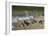 Grey Heron Standing on Stone Bank with Tufty-null-Framed Photographic Print