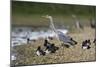 Grey Heron Standing on Stone Bank with Tufty-null-Mounted Photographic Print