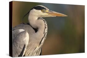 Grey Heron - Study-Staffan Widstrand-Stretched Canvas