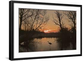 Grey Heron Walking across a Frozen Pond-null-Framed Photographic Print