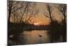 Grey Heron Walking across a Frozen Pond-null-Mounted Photographic Print