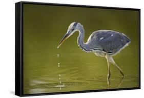 Grey Heron with Water Dripping from Beak, Elbe Biosphere Reserve, Lower Saxony, Germany, September-Damschen-Framed Stretched Canvas