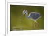 Grey Heron with Water Dripping from Beak, Elbe Biosphere Reserve, Lower Saxony, Germany, September-Damschen-Framed Premium Photographic Print