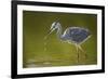 Grey Heron with Water Dripping from Beak, Elbe Biosphere Reserve, Lower Saxony, Germany, September-Damschen-Framed Premium Photographic Print