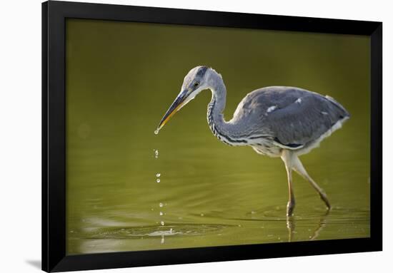 Grey Heron with Water Dripping from Beak, Elbe Biosphere Reserve, Lower Saxony, Germany, September-Damschen-Framed Premium Photographic Print