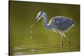 Grey Heron with Water Dripping from Beak, Elbe Biosphere Reserve, Lower Saxony, Germany, September-Damschen-Stretched Canvas