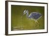 Grey Heron with Water Dripping from Beak, Elbe Biosphere Reserve, Lower Saxony, Germany, September-Damschen-Framed Photographic Print