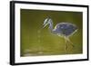 Grey Heron with Water Dripping from Beak, Elbe Biosphere Reserve, Lower Saxony, Germany, September-Damschen-Framed Photographic Print