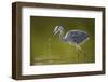 Grey Heron with Water Dripping from Beak, Elbe Biosphere Reserve, Lower Saxony, Germany, September-Damschen-Framed Photographic Print