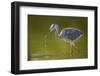 Grey Heron with Water Dripping from Beak, Elbe Biosphere Reserve, Lower Saxony, Germany, September-Damschen-Framed Photographic Print