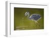 Grey Heron with Water Dripping from Beak, Elbe Biosphere Reserve, Lower Saxony, Germany, September-Damschen-Framed Photographic Print