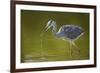 Grey Heron with Water Dripping from Beak, Elbe Biosphere Reserve, Lower Saxony, Germany, September-Damschen-Framed Photographic Print