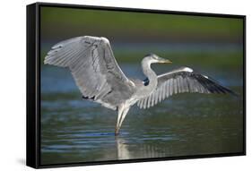 Grey Heron with Wings Out Stretched, Elbe Biosphere Reserve, Lower Saxony, Germany, September-Damschen-Framed Stretched Canvas