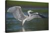 Grey Heron with Wings Out Stretched, Elbe Biosphere Reserve, Lower Saxony, Germany, September-Damschen-Stretched Canvas