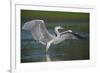 Grey Heron with Wings Out Stretched, Elbe Biosphere Reserve, Lower Saxony, Germany, September-Damschen-Framed Premium Photographic Print